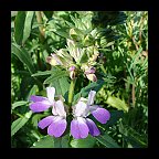 collinsia heterophylla